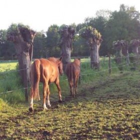Puurmeij-coaching-met-paarden-sfeerbeelden-001