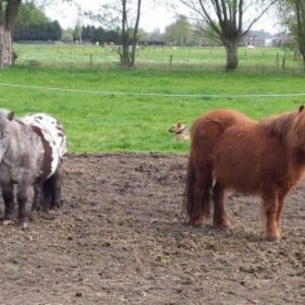 Puurmeij-coaching-met-paarden-sfeerbeelden-004
