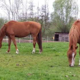 Puurmeij-coaching-met-paarden-sfeerbeelden-005