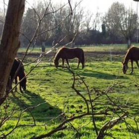 Puurmeij-coaching-met-paarden-sfeerbeelden-009