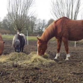 Puurmeij-coaching-met-paarden-sfeerbeelden-014