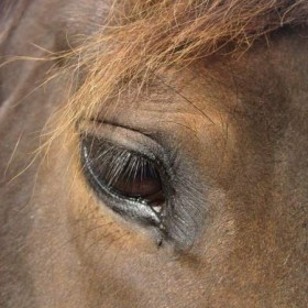 Puurmeij-coaching-met-paarden-sfeerbeelden-017