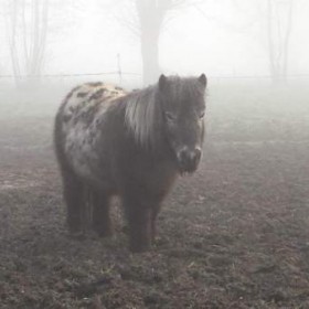 Puurmeij-coaching-met-paarden-sfeerbeelden-020