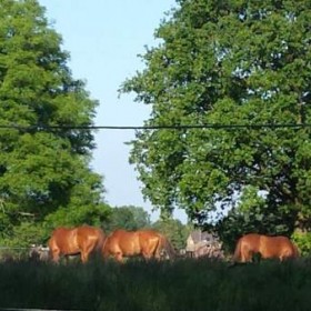 Puurmeij-coaching-met-paarden-sfeerbeelden-024