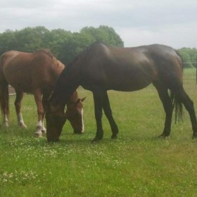 Puurmeij-coaching-met-paarden-sfeerbeelden-027