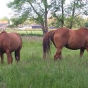Puurmeij-coaching-met-paarden-sfeerbeelden-022