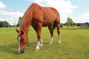Ruin Narco wordt ingezet bij coaching met paarden