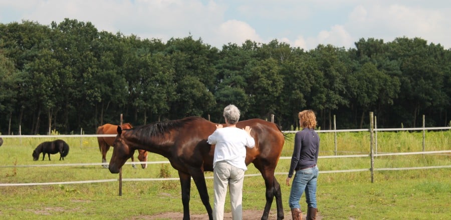 coachen met paarden