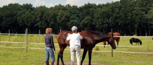 coachen met paarden