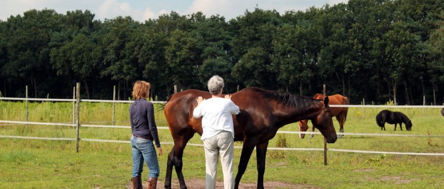 coachen met paarden