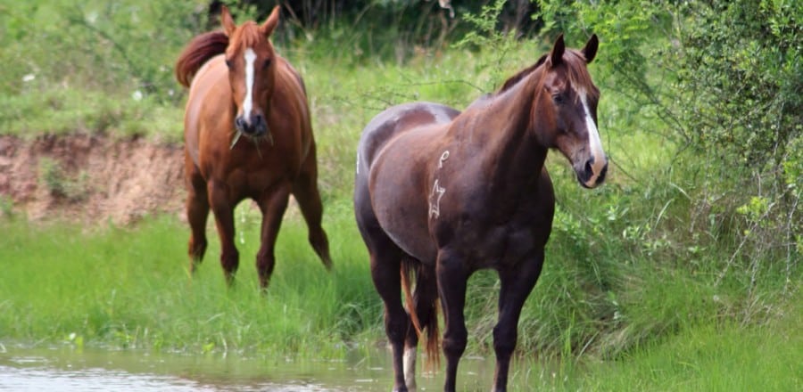 coaching-met=paarden-in-brabant