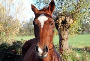 coaching met paard tilady