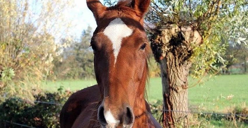 coaching met paard tilady