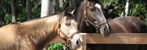 contact met Coaching met paarden - Puurmeij