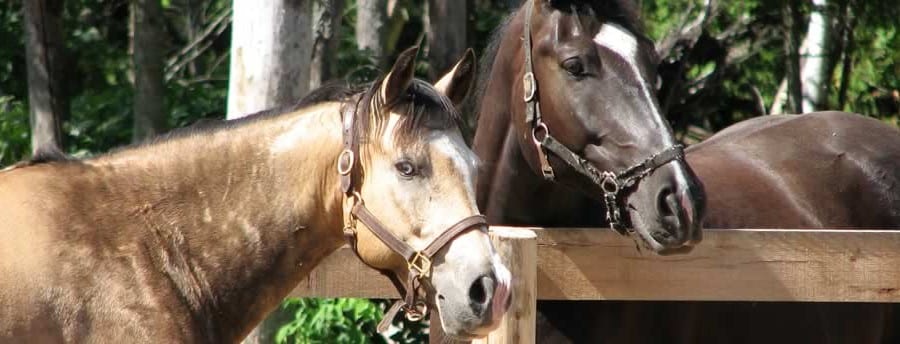 contact met Coaching met paarden - Puurmeij