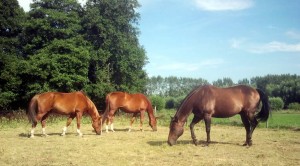 kudde van puurmeij paardencoaching