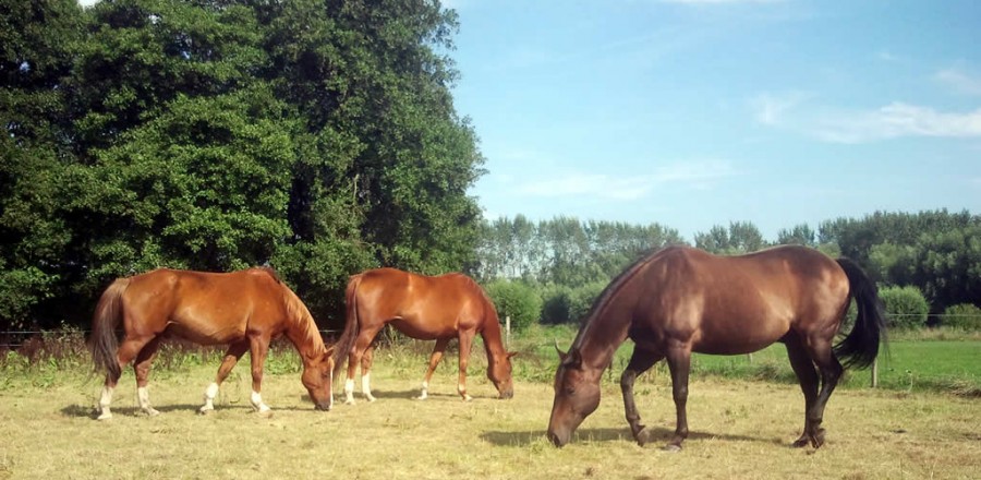 kudde-puur-meij-paardencoaching