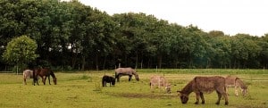 sfeerplaatjes coaching met paarden