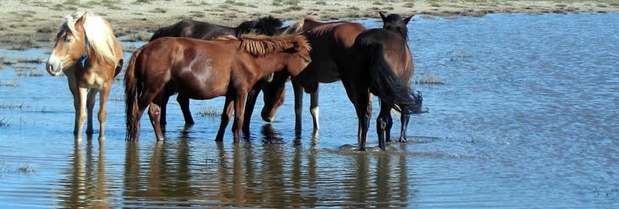 Prijzen coaching met paarden