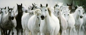 coaching met paarden in brabant