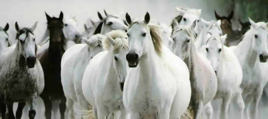 coaching met paarden in brabant