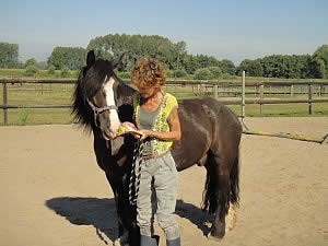 coachingssessie met paarden