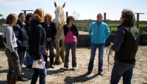 coaching met paarden voor groepen en teams