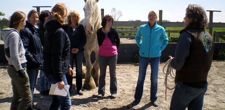 coaching met paarden voor groepen en teams