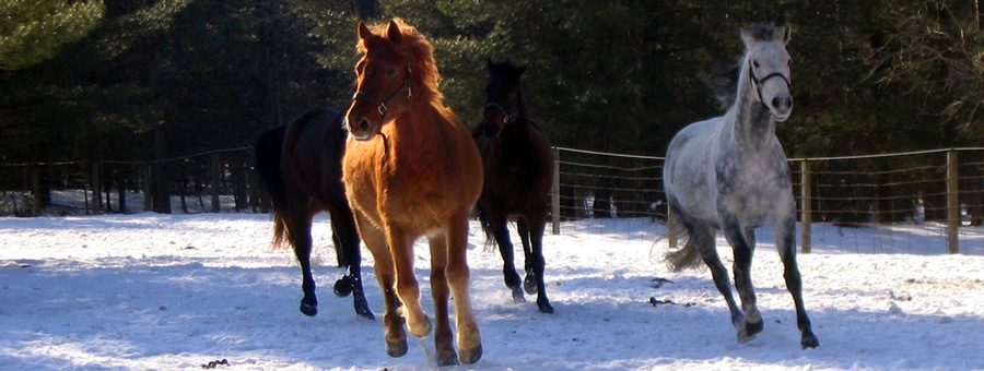 groep-en-teamcoaching