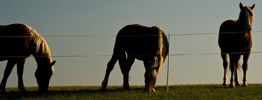 paardencoaching foto's