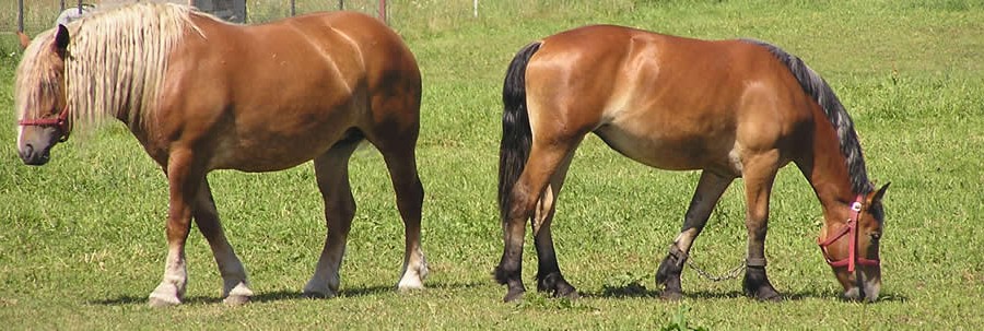 groep en team coaching