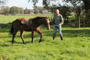 2 jarige hengst Jack