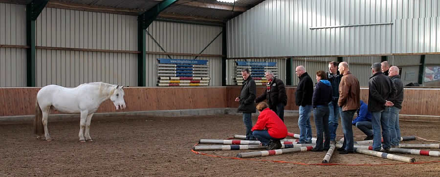 bedrijfscoaching met paarden