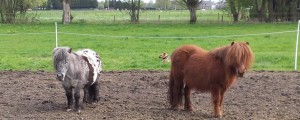 coachen met shetlanders en paarden