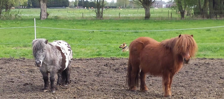 coachen met shetlanders en paarden