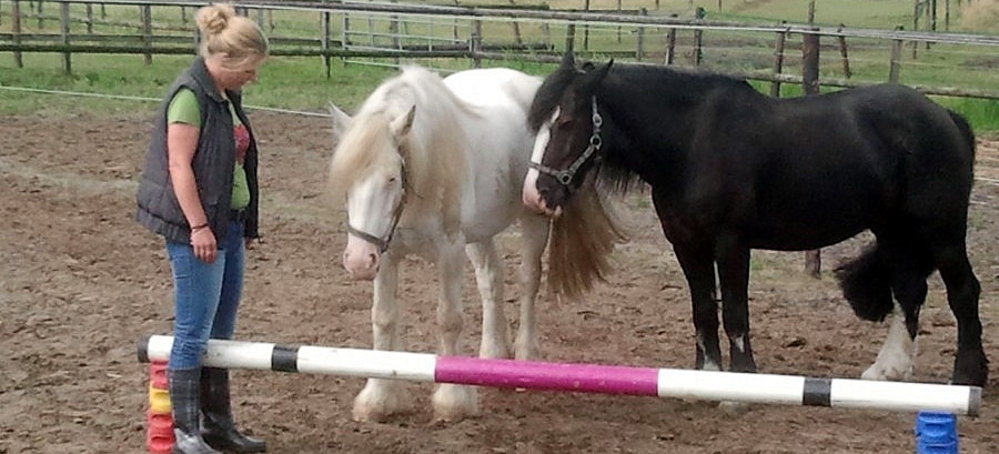 kort coachingstraject met paarden