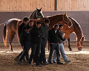 teamtraining-met-paarden