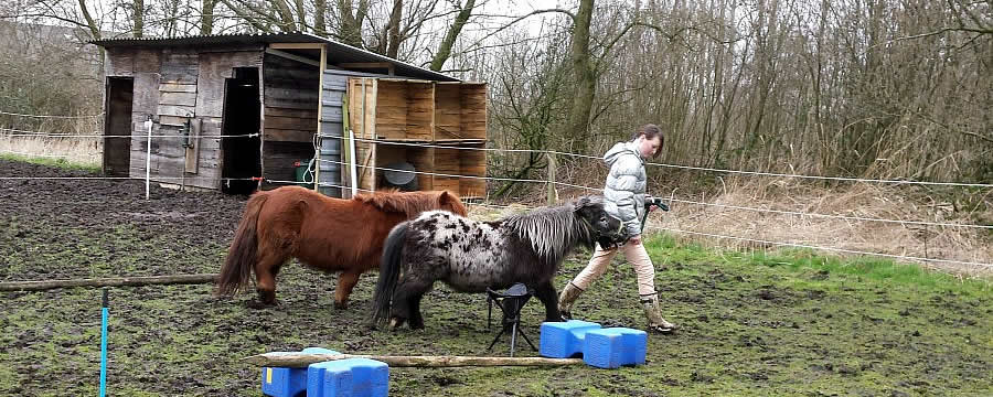 tienercoachingmetpaarden