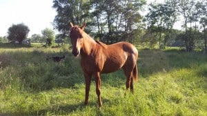 Paarden co-coach veulen Leah