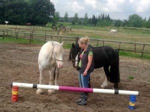 kort coach traject met paarden