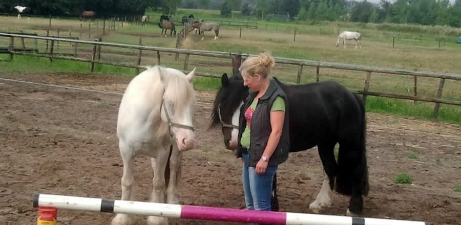 kort-coach-traject-met-paarden