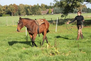 paardencoaching hengst jack