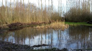 Ven bij puurmeij paardencoaching